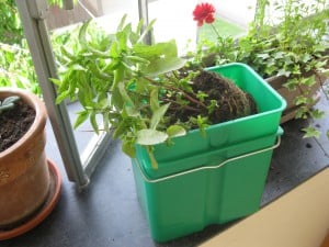 Minze kompostiert 300x225