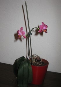 IMG 0015 210x300 IMG 0015 210x300