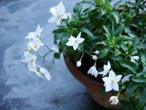 Jasmin 300x227