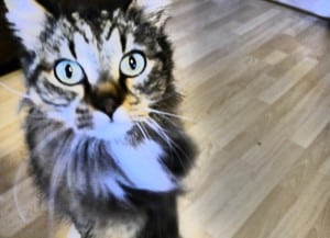 Mieze 300x217